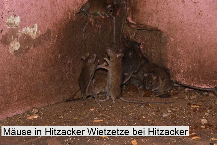 Mäuse in Hitzacker Wietzetze bei Hitzacker